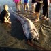 second oarfish