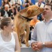 body dog cannes palm dog
